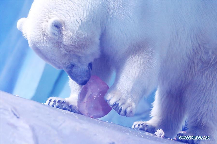 Polar bears celebrate Chinese Lantern Festival by enjoying 