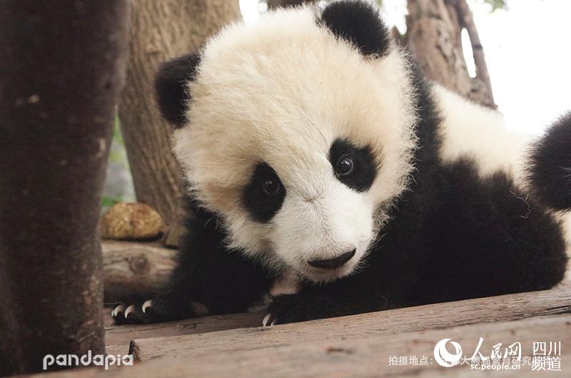                                      Panda Qi Hang (Photo/Courtesy of Chengdu Research Base of Giant Panda Breeding)