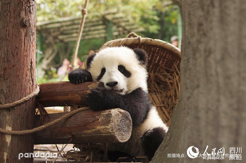                                      Panda Qi Cheng (Photo/Courtesy of Chengdu Research Base of Giant Panda Breeding)