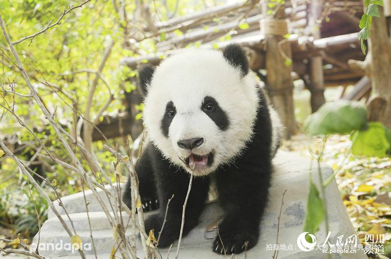                                      Panda Mei Meng (Photo/Courtesy of Chengdu Research Base of Giant Panda Breeding)