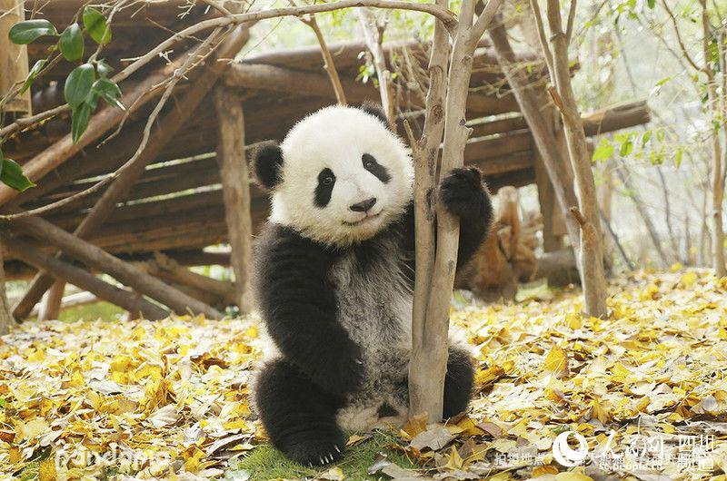                                      Panda Lan Meng (Photo/Courtesy of Chengdu Research Base of Giant Panda Breeding)