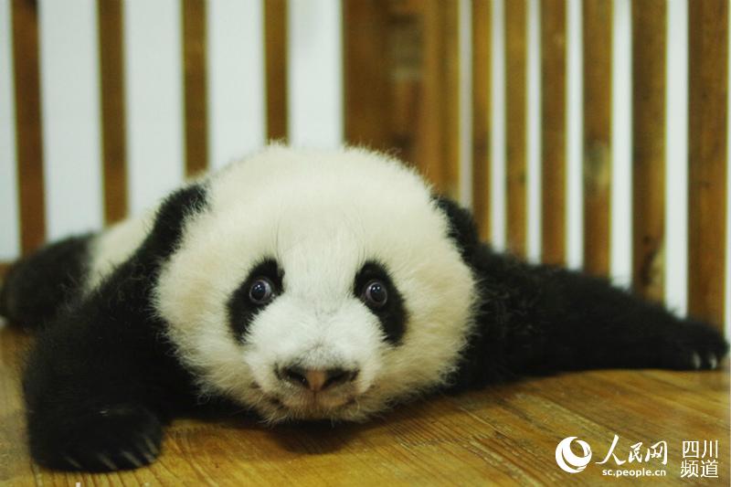                                      Panda Jin Yu (Photo/Courtesy of Chengdu Research Base of Giant Panda Breeding)