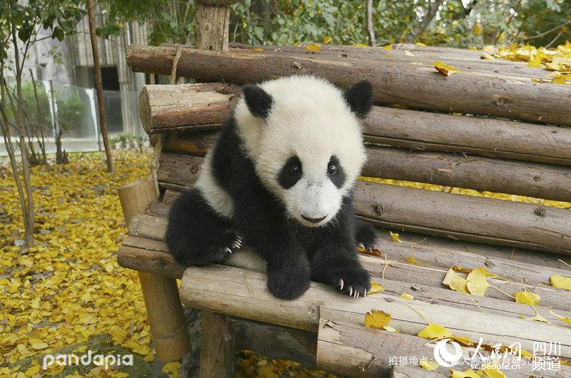                                      Panda Chuan Zai (Photo/Courtesy of Chengdu Research Base of Giant Panda Breeding)