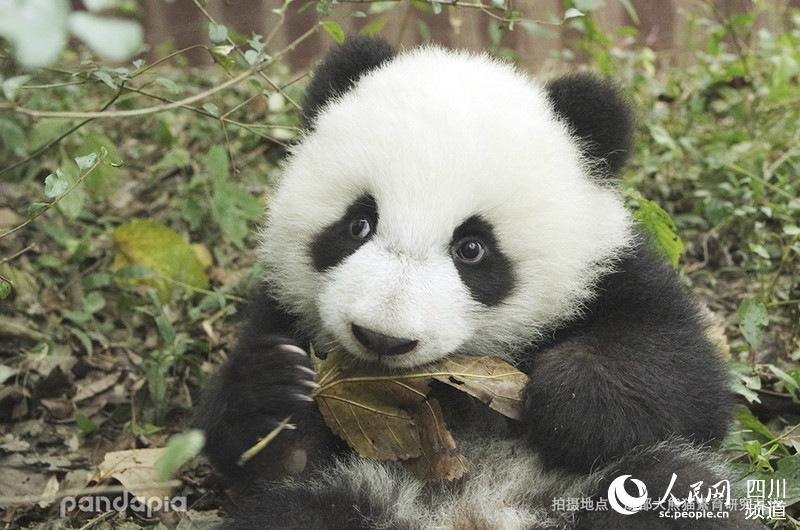                                      Panda Allen (Photo/Courtesy of Chengdu Research Base of Giant Panda Breeding)