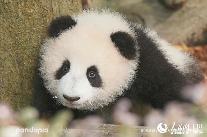                                      Panda Yao Yao (Photo/Courtesy of Chengdu Research Base of Giant Panda Breeding)