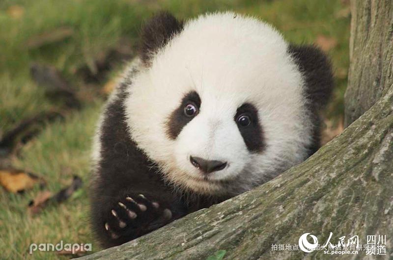                                      Panda Yun Wu (Photo/Courtesy of Chengdu Research Base of Giant Panda Breeding)