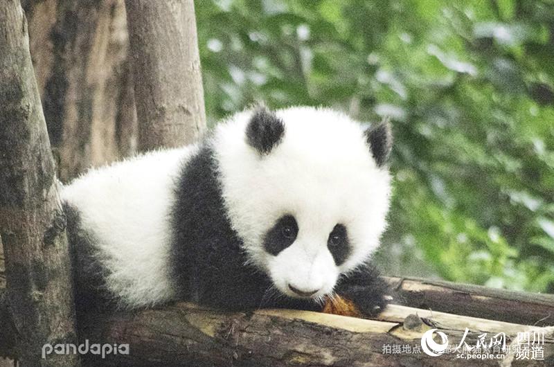                                      Panda Yun Wen (Photo/Courtesy of Chengdu Research Base of Giant Panda Breeding)