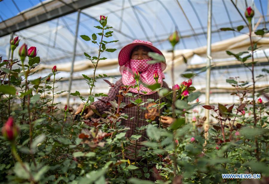 Kunming-Bangkok Expressway facilitates flower trade between China and Thailand