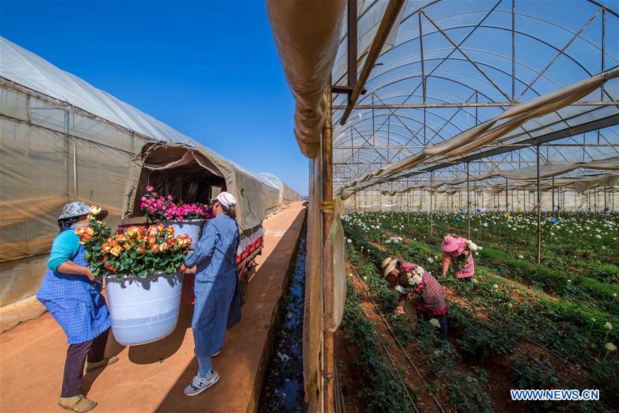 Kunming-Bangkok Expressway facilitates flower trade between China and Thailand