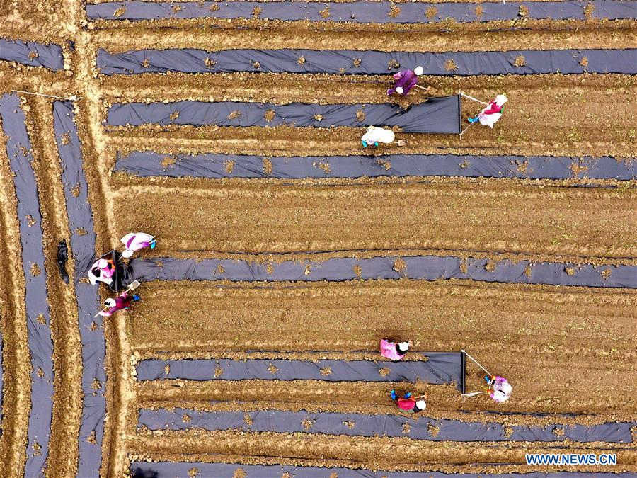 People across China begin to engage in farming in early spring