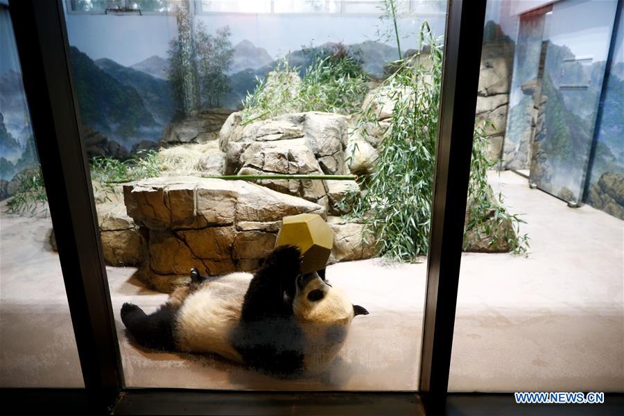 U.S. national zoo holds housewarming event inside giant panda house