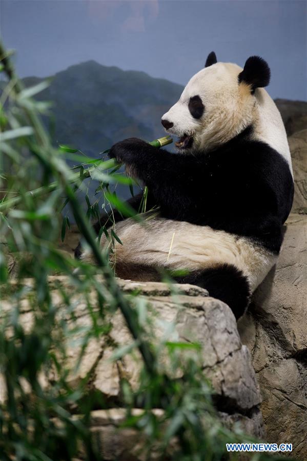 U.S. national zoo holds housewarming event inside giant panda house