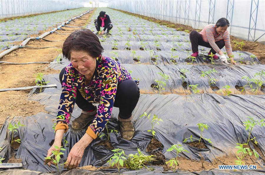 Shenzhou authority promotes scientific, brand, green development in agriculture