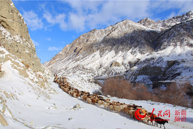 Herdsmen in Xinjiang move herds to spring pastures