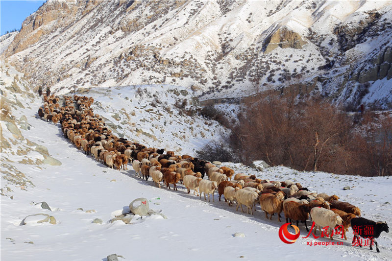 Herdsmen in Xinjiang move herds to spring pastures