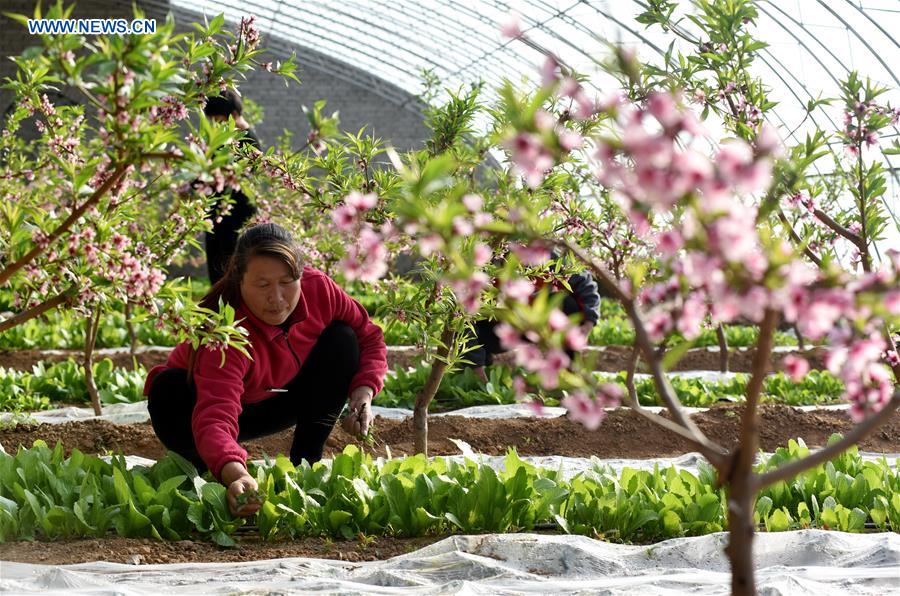 Farmers busy with farm work in early spring across China