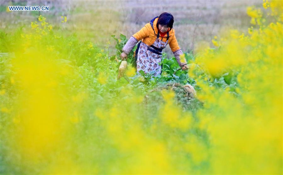 Farmers busy with farm work in early spring across China