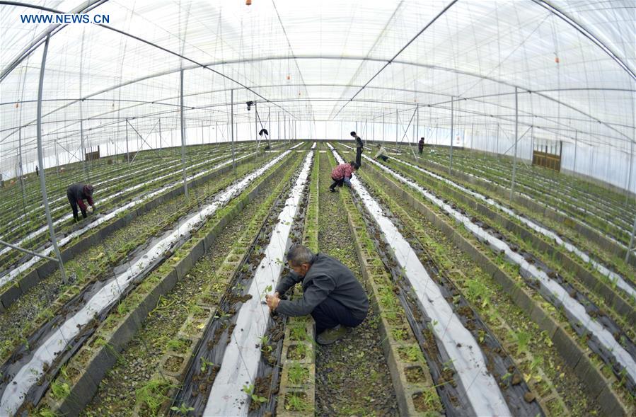 Farmers busy with farm work in early spring across China