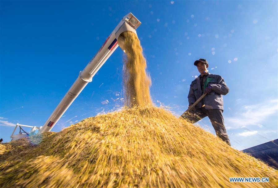 Implementation of rural vitalization strategy accelerated across China