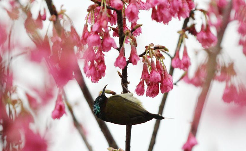In pics: birds resting on flowering trees across China 