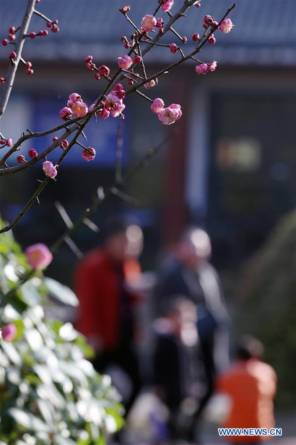 People go outside to enjoy scenery of flowers in many parts of China