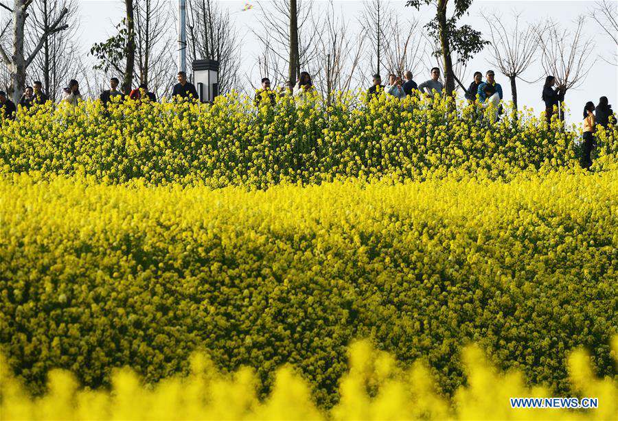 People go outside to enjoy scenery of flowers in many parts of China