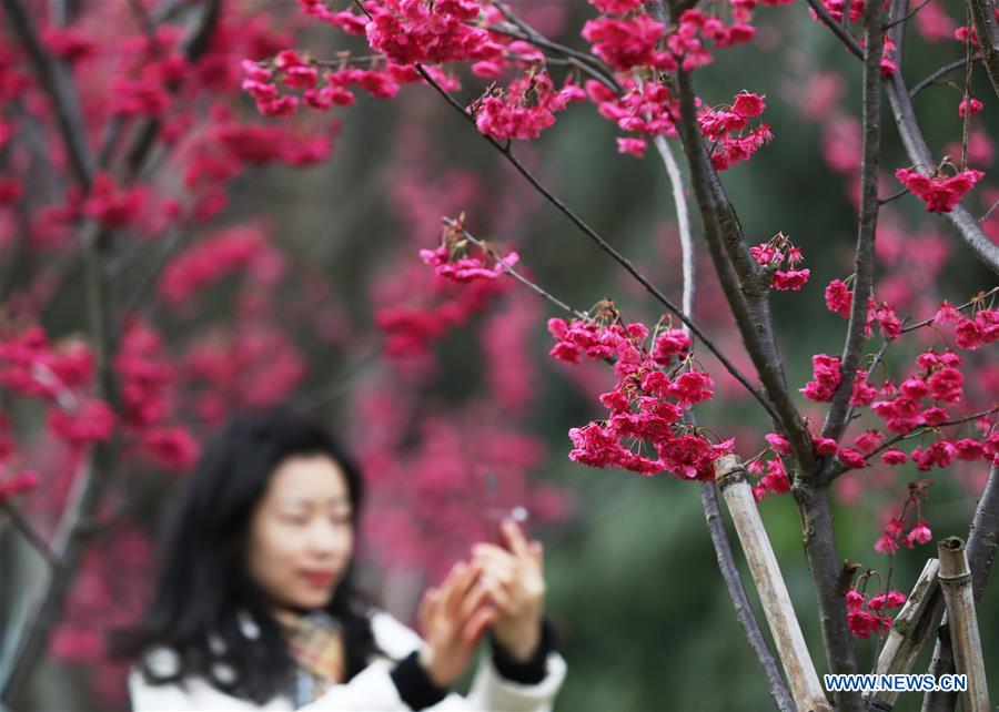 People go outside to enjoy scenery of flowers in many parts of China