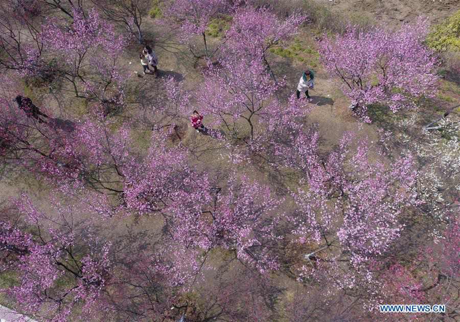 People go outside to enjoy scenery of flowers in many parts of China