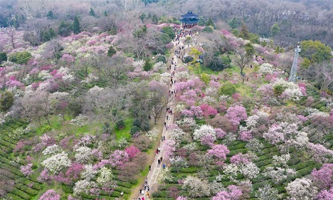 People go outside to enjoy scenery of flowers