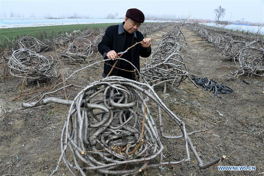 Peach orchard owner plants trees in shape of furniture in China's Shandong