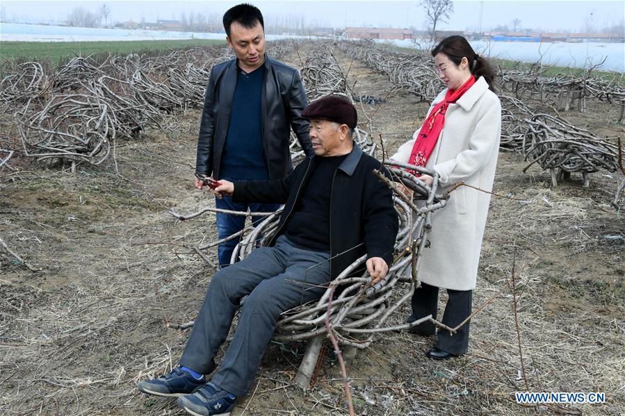 Peach orchard owner plants trees in shape of furniture in China's Shandong