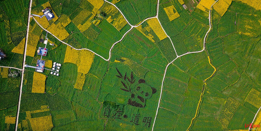 Giant panda pattern seen in SW China rapeseed fields