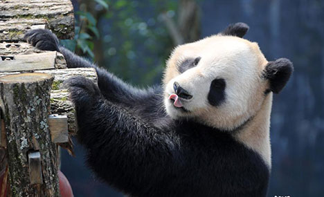 Giant panda enjoys spring sunshine