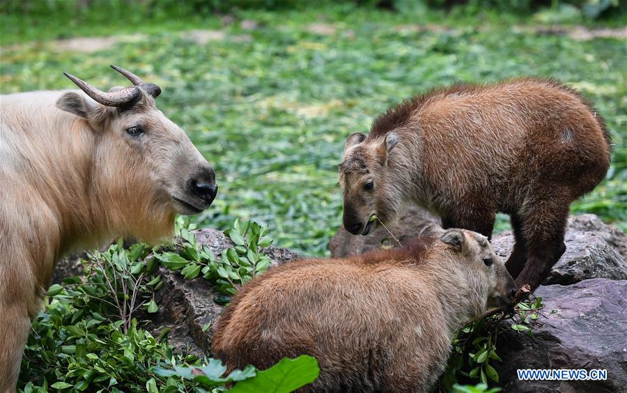7 golden takin babies shown to public at Chimelong Safari Park in China's Guangdong