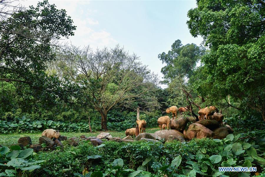 7 golden takin babies shown to public at Chimelong Safari Park in China's Guangdong