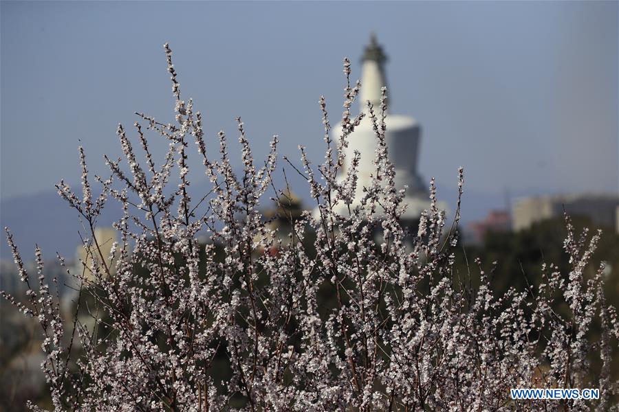 Peach blossoms in Beijing, capital of China