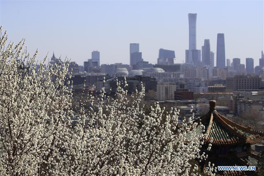 Peach blossoms in Beijing, capital of China
