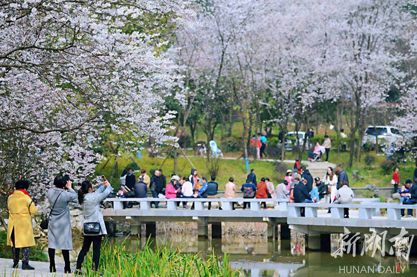 Visitors enjoy cherry blossoms in Wangyue Park