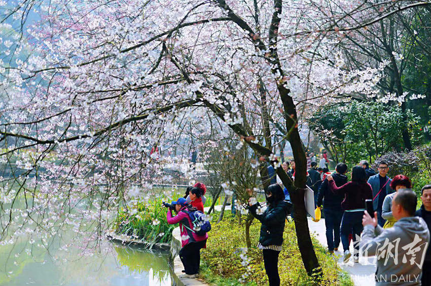 Visitors enjoy cherry blossoms in Wangyue Park