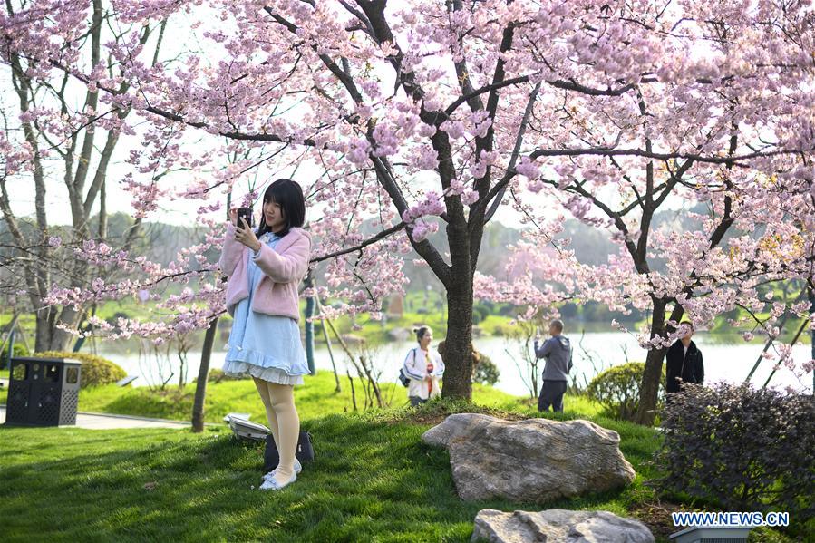 Cherry blossoms in Wuhan, central China's Hubei