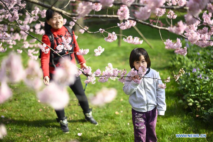 Cherry blossoms in Wuhan, central China's Hubei
