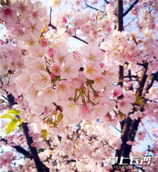 A fusion of spring color in Changsha