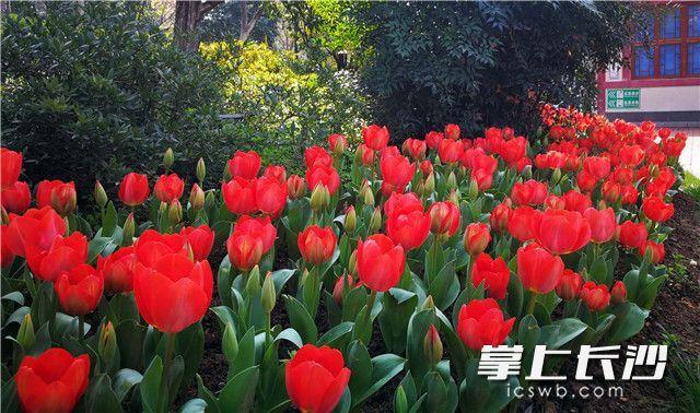 A fusion of spring color in Changsha