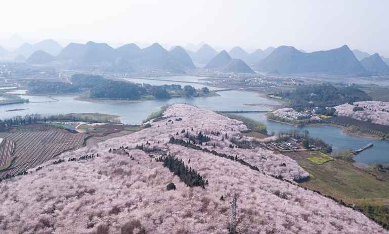 Blooming cherry blossoms in Gui'an New Area of southwest China's Guizhou