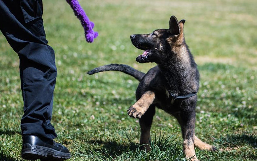 China's first cloned police dog receives training