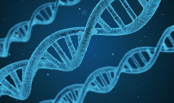 Chinese researchers build database for Circular RNA studies
