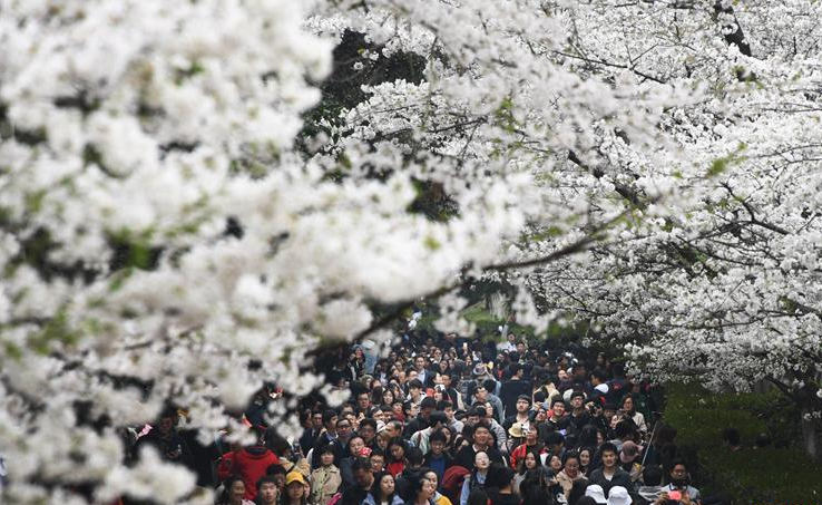 Scenery of cherry blossoms at Wuhan University