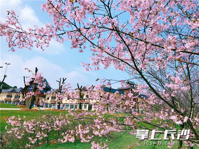 Blooming tulips and cherry blossoms in Changsha Landscape and Ecological Garden