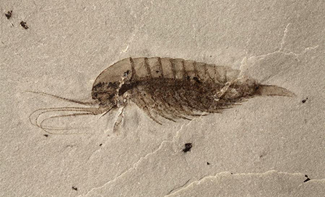 Newly-discovered trove of Cambrian fossils reveals early animal life