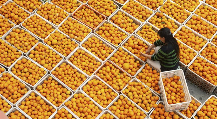 People pick navel oranges in Zigui, China's Hubei